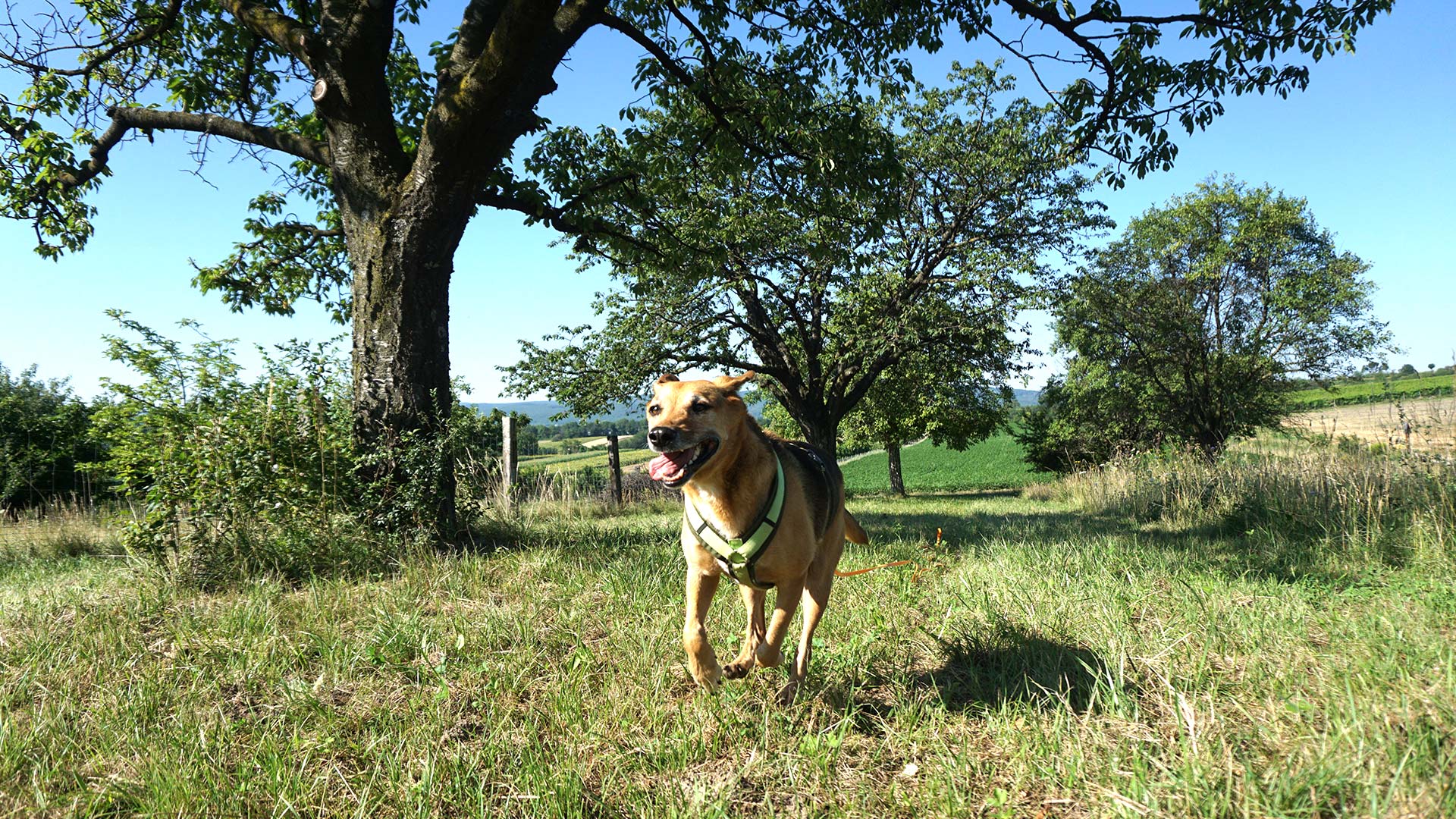 Hund läuft auf einer Wiese mit Bäumen