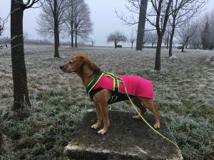 Hund im Freien mit pinken Pulli