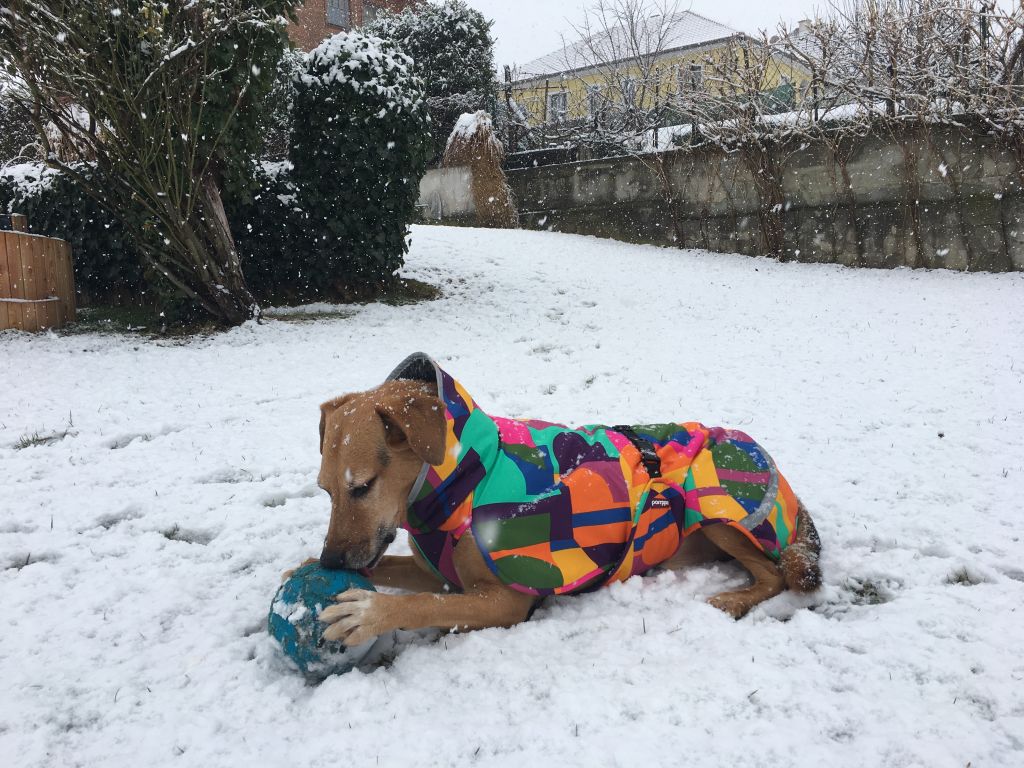 Hund liegt im Schnee mit buntem Wintermantel