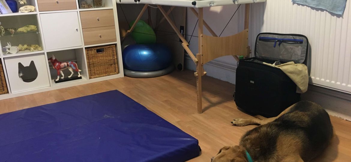 Hund liegt am Boden beim Hundechiropraktiker