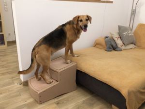 Hund steigt über Heimtiertreppen auf die Couch