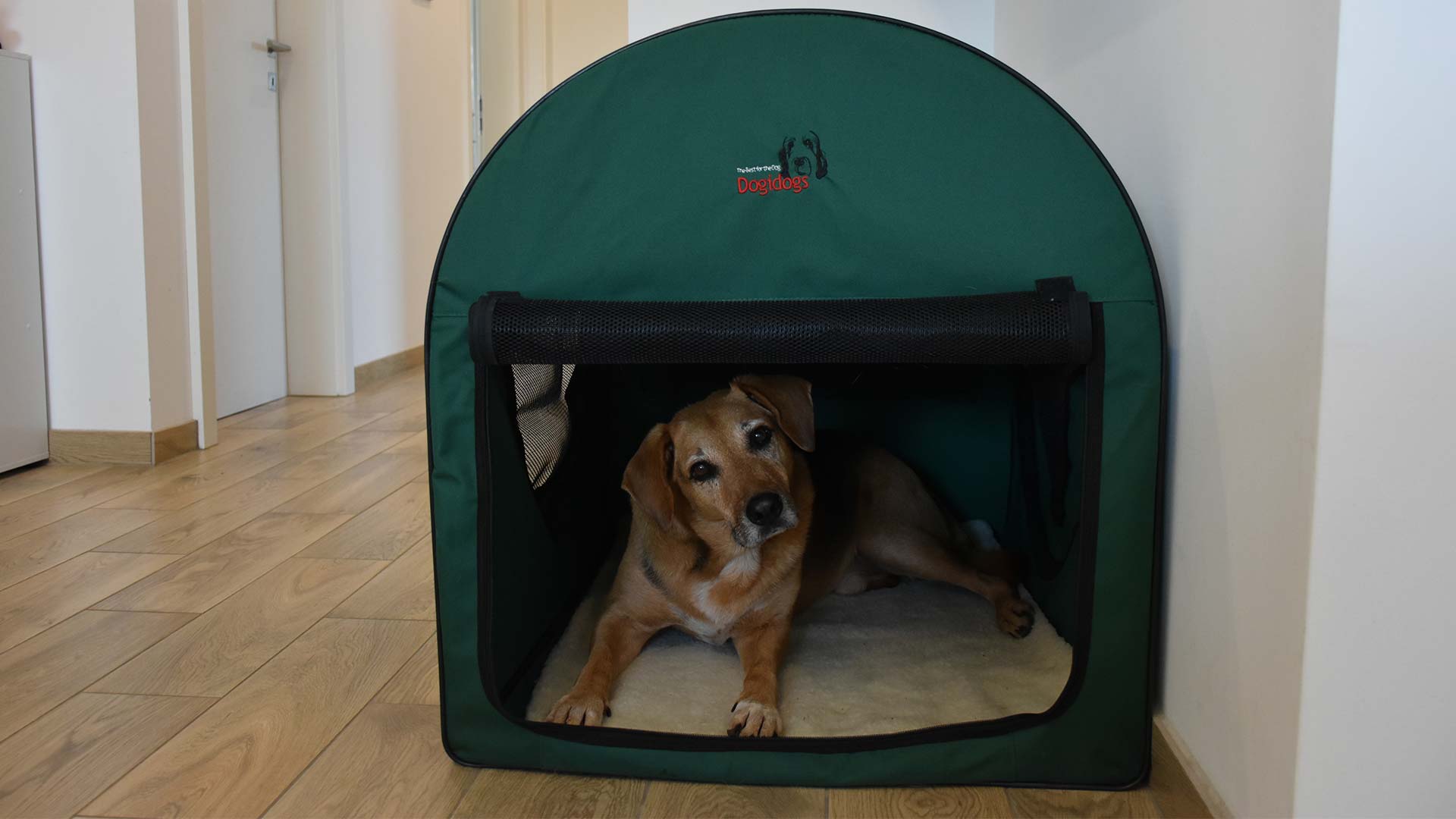 Hund liegt entspannt in seiner Hundebox