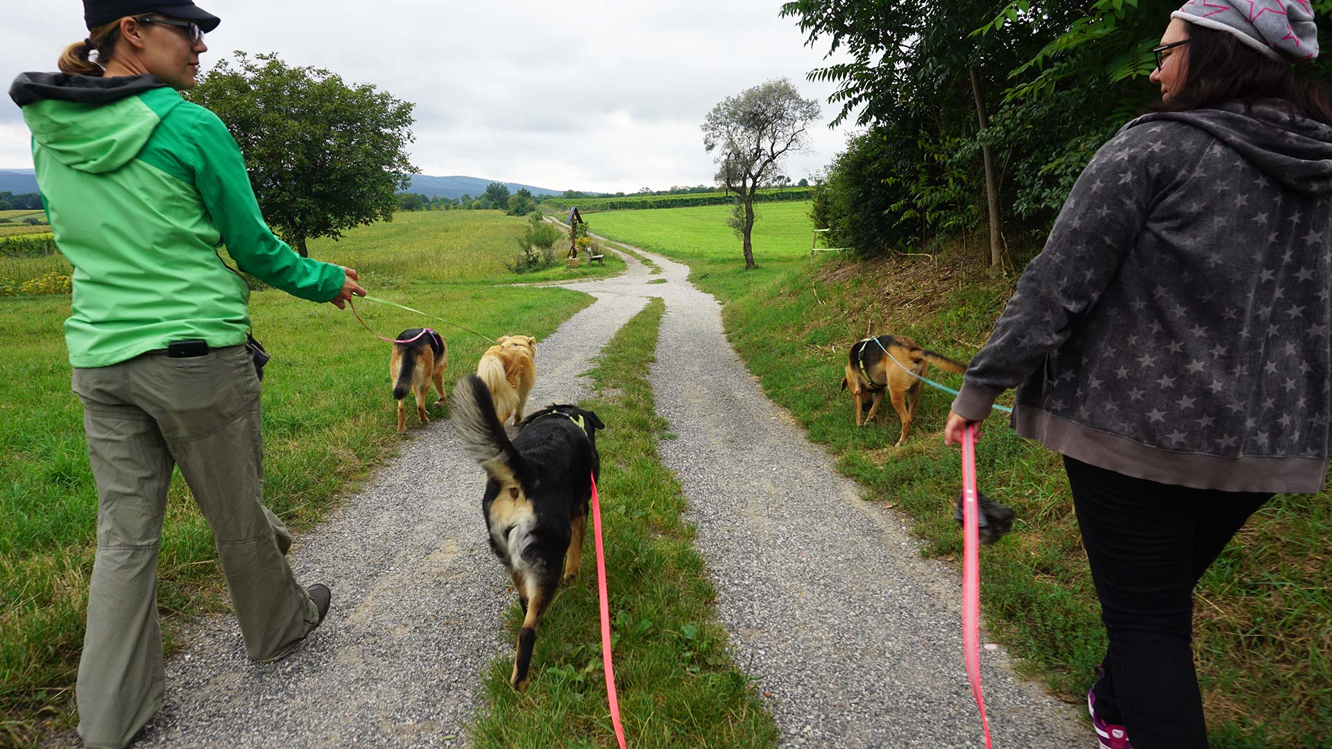 Vier Hunde und zwei Menschen beim Social Walk
