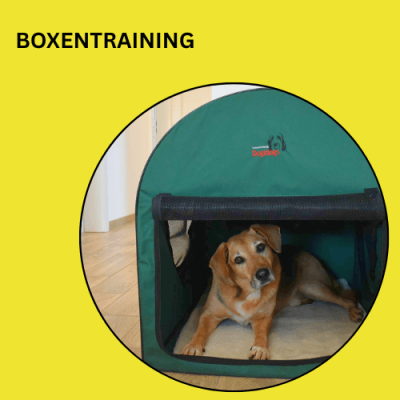 Boxen-Training
