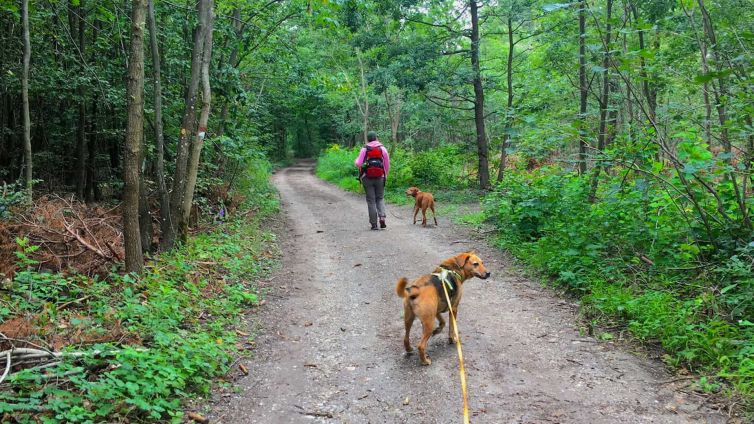 Social Walk – Der Lernspaziergang