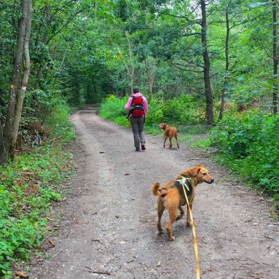 Social Walk – Der Lernspaziergang