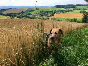 Hund steht in einem Weizenfeld