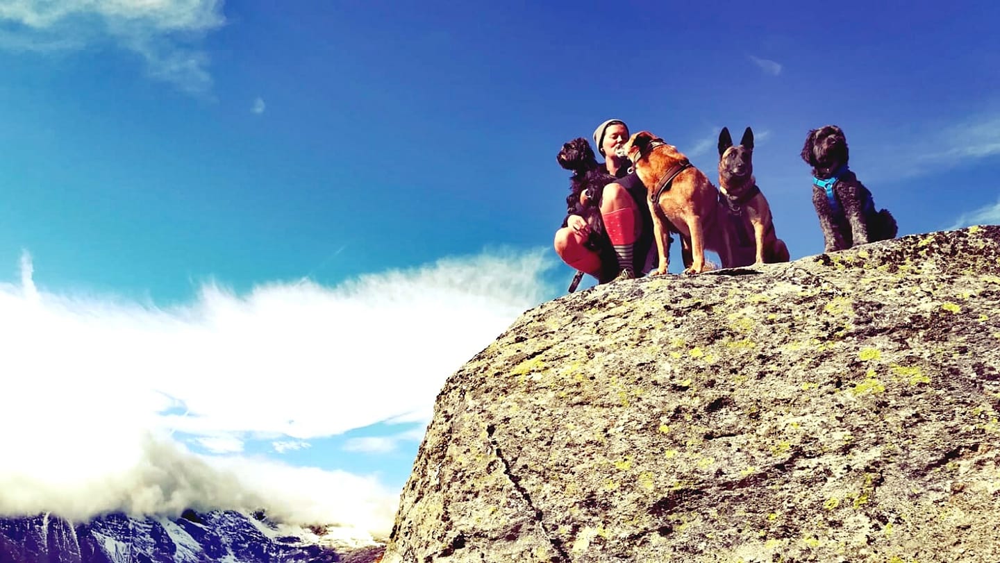 Hunde am Berg