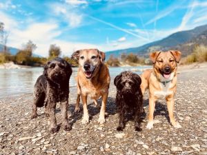 Vier Hunde am Wasser