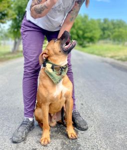 Brauner Hund sitzt auf der Strasse