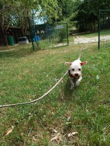 Kleiner weisser Hund in Wiese