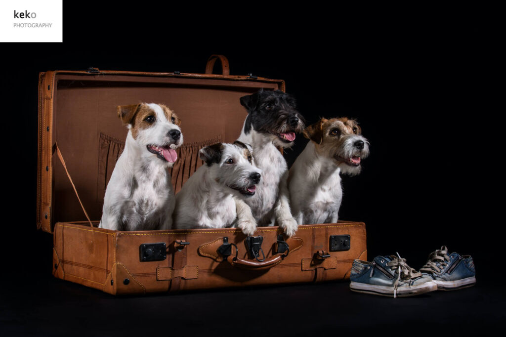 Vier Hundewelpen in einem offenen Koffer