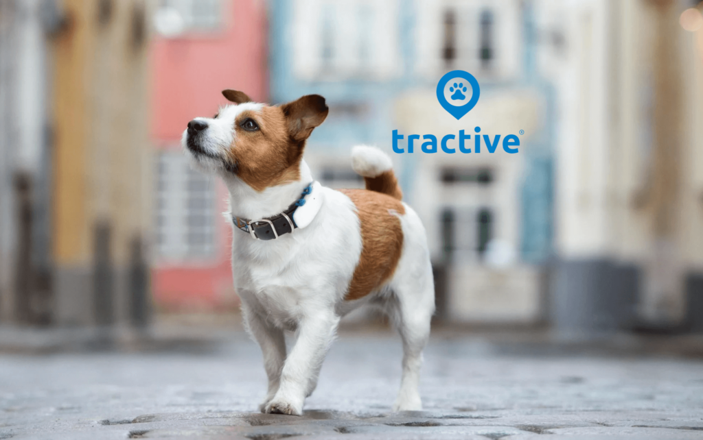 Hund mit Tractive Tracker