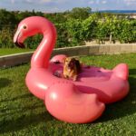 Hund auf Flamingo