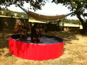 Zwei Hunde im Pool
