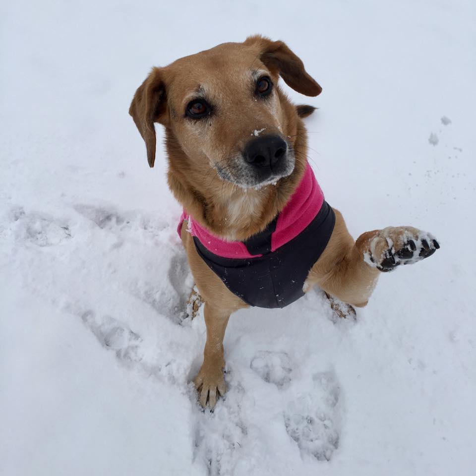 Hund sitz im Schnee und winkt