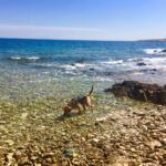 Hund am Meer