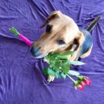 Hund mit Rosen im Maul