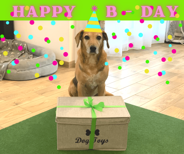 Hund feiert Geburtstag