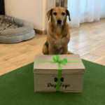 Hund mit Geschenk
