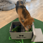 Hund packt Geschenk aus