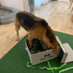 Hund packt Geschenk aus