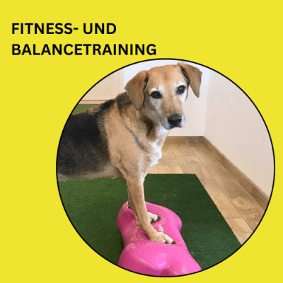Hunde Fitness-Training
