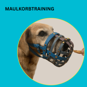 Onlinekurs Maulkorb - Training