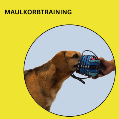 Maulkorb-Training