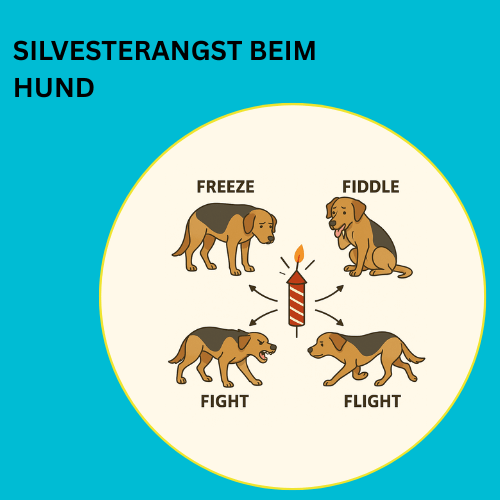 Online – Workshop – Silvesterangst beim Hund