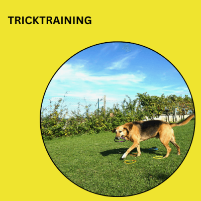 Trick-Training