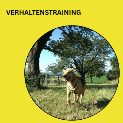 Verhaltenstraining