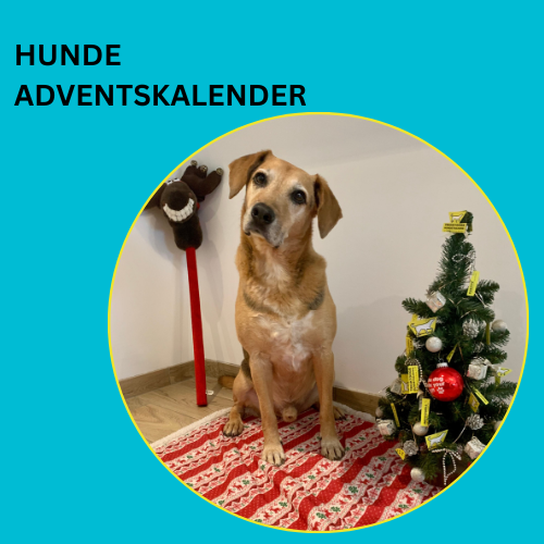Hunde Adventskalender